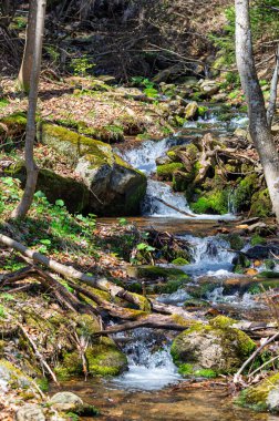 Doğa, Kralicky Sneznik 'in zirvesine doğru gidiyor.