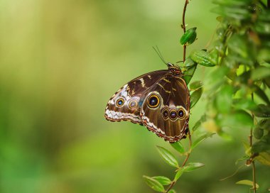 Canlı Tropikal Kelebek Sergisi. Fata Morgana serasında tropikal doğa, botanik bahçesi, Prag, Çek Cumhuriyeti.