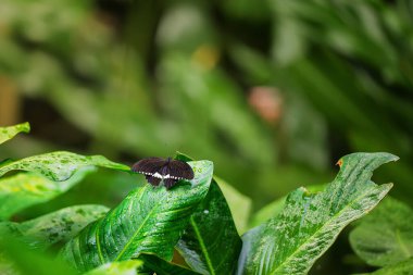 Canlı Tropikal Kelebek Sergisi. Fata Morgana serasında tropikal doğa, botanik bahçesi, Prag, Çek Cumhuriyeti.