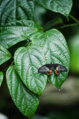 Canlı Tropikal Kelebek Sergisi. Fata Morgana serasında tropikal doğa, botanik bahçesi, Prag, Çek Cumhuriyeti.