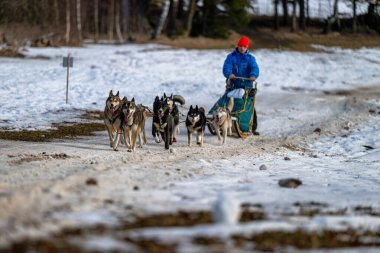 DESTNE, CZECH REPUBLIC - 25 Ocak 2025: Sedivacek 'in kışın dağ manzarasında uzun kızak yarışı. Husky kızak köpek yarışı. Kış köpeği kızak takımı yarışması. 