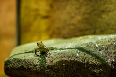  Çeviriciler Hayvanat Bahçesinde Kalın Parmaklı Gecko 'yu