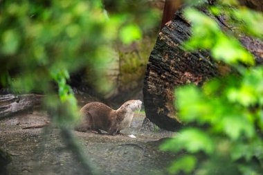 The North American river otter (Lontra canadensis) also known as the northern river otter or common otter