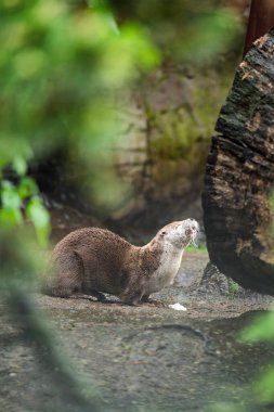 The North American river otter (Lontra canadensis) also known as the northern river otter or common otter