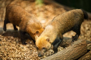Hayvanat bahçesindeki (Speothos venaticus) bir çalı köpeği