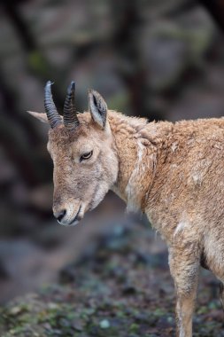 Batı Kafkas Tur, Capra Kafkasya, kayanın üzerinde duruyor.