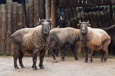 Mishmi takin (Budorcas taxicolor taxicolor).
