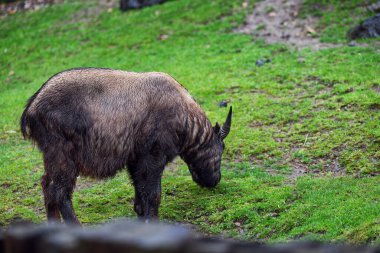 Mishmi takin (Budorcas taxicolor taxicolor).