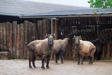 Mishmi takin (Budorcas taxicolor taxicolor).