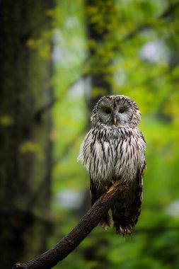 Ural baykuş, strix uralensis, ormandaki bir ağaçta oturuyor. Yağmurlu bahar sabahı.