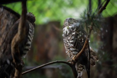 Bal Akbabası (Pernis apivorus) dal üzerinde.