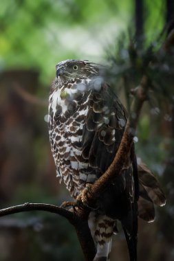 Bal Akbabası (Pernis apivorus) dal üzerinde.