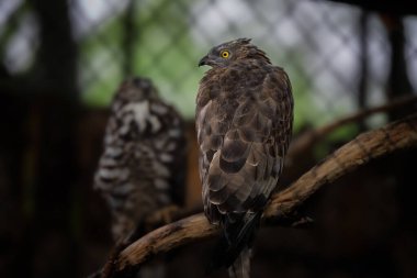Bal Akbabası (Pernis apivorus) dal üzerinde.