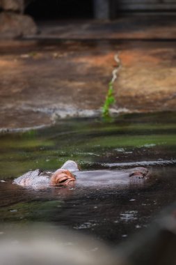 Suda yaygın bir su aygırı (Hippopotamus amfibius) görüntüsü.