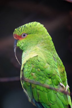 İnce gagalı muhabbet kuşunun yakın çekimi uzun gagalı papağan (Enicognathus leptorhynchus) olarak da adlandırılır.) 