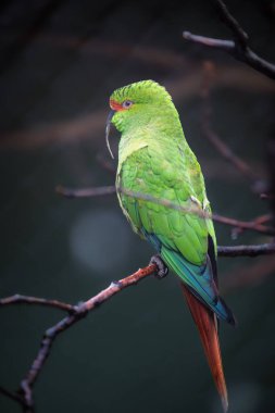 İnce gagalı muhabbet kuşunun yakın çekimi uzun gagalı papağan (Enicognathus leptorhynchus) olarak da adlandırılır.) 