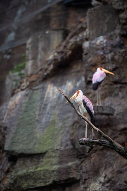 Sarı gagalı leylek, Mycteria ibis, şubede oturuyor.. 