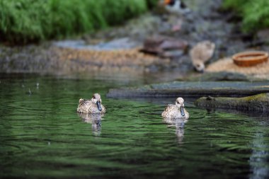 Marled Duck (Marmaronetta angustirostris) bir gölde yüzüyor 