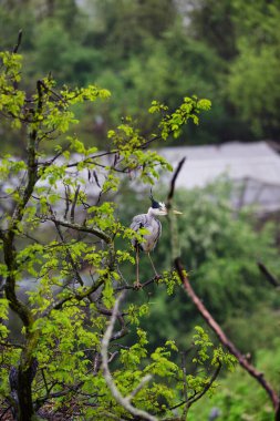 Yeşil zemin üzerinde gri bir balıkçıl (Ardea cinerea) kuşunun yakın çekimi