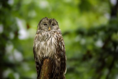 İlkbaharda ormanda ağaçta oturan Ural baykuşu (Strix uralensis)