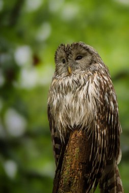 İlkbaharda ormanda ağaçta oturan Ural baykuşu (Strix uralensis)