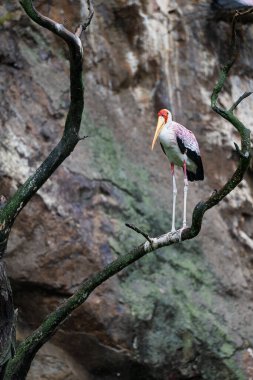 Sarı gagalı leylek (mycteria ibis)