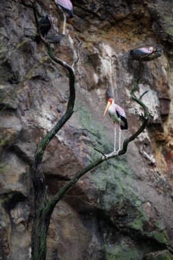 Sarı gagalı leylek (mycteria ibis)