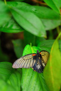 Fatamorgana adlı egzotik serada nadir görülen kelebek türleri. Fata Morgana serasında tropikal doğa, botanik bahçesi, Prag, Çek Cumhuriyeti.