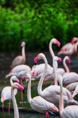 Büyük flamingoların yakın çekimi, Phoenicopterus gülü. Hayvanat bahçesinde yağmurlu bir bahar günü.. 