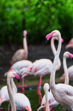 Büyük flamingoların yakın çekimi, Phoenicopterus gülü. Hayvanat bahçesinde yağmurlu bir bahar günü.. 