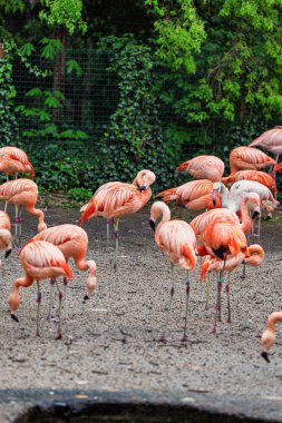 Su birikintisinde dinlenen güzel pembe flamingolar (Phoenicopterus ruber). Flamingolar zooloji parkında geziyorlar..