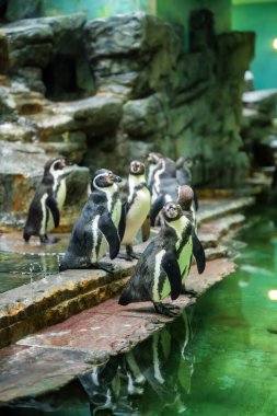 Hayvanat bahçesindeki Humboldt penguenleri (Spheniscus humboldti)