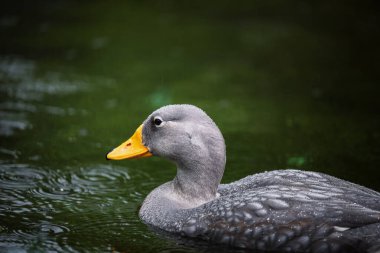 Buharlı ördekler (Tachyeres pteneres), Anatidae familyasından bir ördek cinsidir..