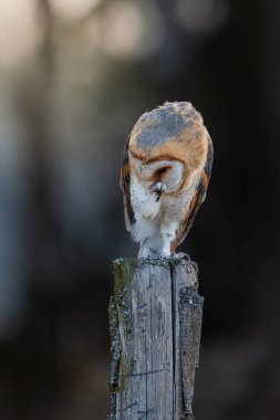 Barn baykuşu (Tyto alba) sabah ışığında kapanır