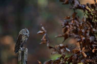 Avrasya baykuşu (Otus scops). Sabah ormanında bir dalda baykuş sarıyor.