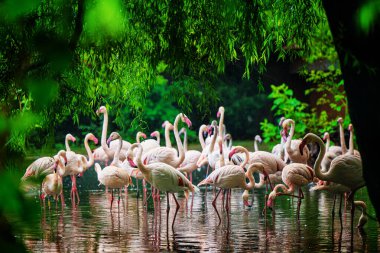 Büyük flamingo (Phoenicopterus roseus) flamingo familyasının en yaygın ve en büyük türüdür. Bir grup kuş suda dinleniyor. Avrupa 'da vahşi yaşam sahnesi.