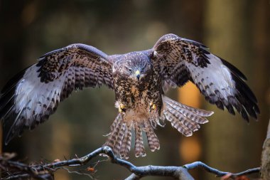 Güzel bir akbaba (Buteo buteo) sonbahar ormanındaki ıslak bir daldan havalanır veya yere iner. Akbabalı vahşi yaşam sahnesi.    