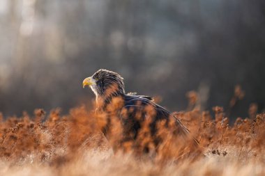 Erkek Ak Kuyruklu Kartal (Haliaeetus albicilla) çayırda tek başına