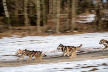Sedivacek's long, sled dog race in the winter mountain landscape. Husky sled dog racing. Winter dog sport sled team competition. 