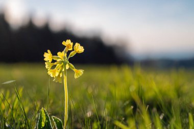 Primat Cowslip çiçeklerine ya da baharda bahçe çimlerinde Primula veris 'e yakın çekim 