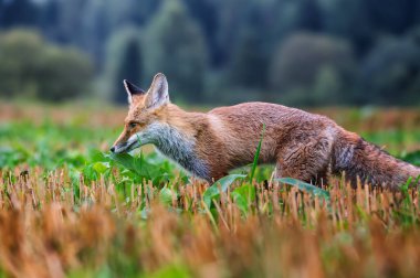 Kızıl tilki, Vulpes vulpes ormanda. Doğal ortamda vahşi bir hayvan. Doğadan vahşi yaşam sahnesi