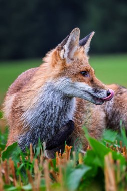 Kızıl tilki, Vulpes vulpes ormanda. Doğal ortamda vahşi bir hayvan. Doğadan vahşi yaşam sahnesi