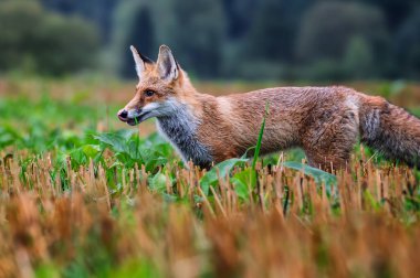 Kızıl tilki, Vulpes vulpes ormanda. Doğal ortamda vahşi bir hayvan. Doğadan vahşi yaşam sahnesi