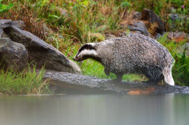 Avrupa porsuğu (erkek porsuğu) orman deresinde yansıyarak su içer. Doğal Yaşam, Doğa Fotoğrafçılığı 