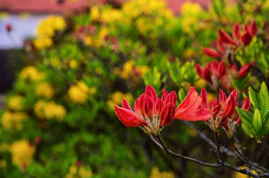 Bahar bahçesinde çiçek açan rhododendronlar. Doğal bir arkaplanda tomurcuklar ve rhododendronların çiçekleri.