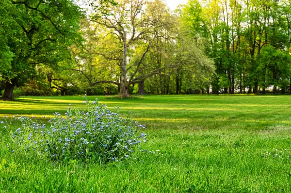 Kostelec nad Orlici - Novy zamek (Newcastle). İngiliz parkında güneşli bir bahar günü. Çiçek açan.