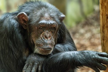 Yakın plan bir şempanze portresi (Pan trogloditler)