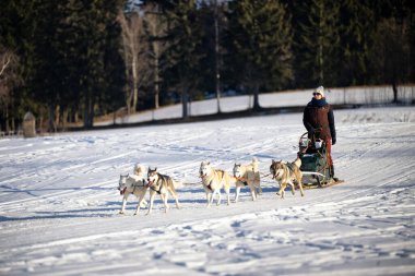DESTNE, CZECH REPUBLIC - 25 Ocak 2025: Sedivacek 'in kışın dağ manzarasında uzun kızak yarışı. Husky kızak köpek yarışı. Kış köpeği kızak takımı yarışması. 