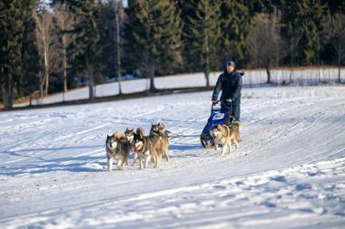 DESTNE, CZECH REPUBLIC - 25 Ocak 2025: Sedivacek 'in kışın dağ manzarasında uzun kızak yarışı. Husky kızak köpek yarışı. Kış köpeği kızak takımı yarışması. 