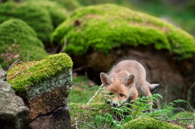 Yeşil çayırın kenarında kameraya bakan şirin kırmızı tilki yavrusu. Vulpes vulpes, vahşi yaşam.